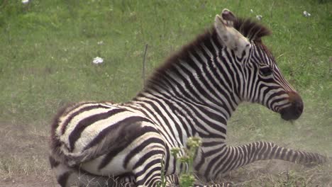 young-zebra-takes-a-dust-bath-and-rolls-on-its-back-stirring-up-sand,-medium-shot-with-more-zebras-nearby