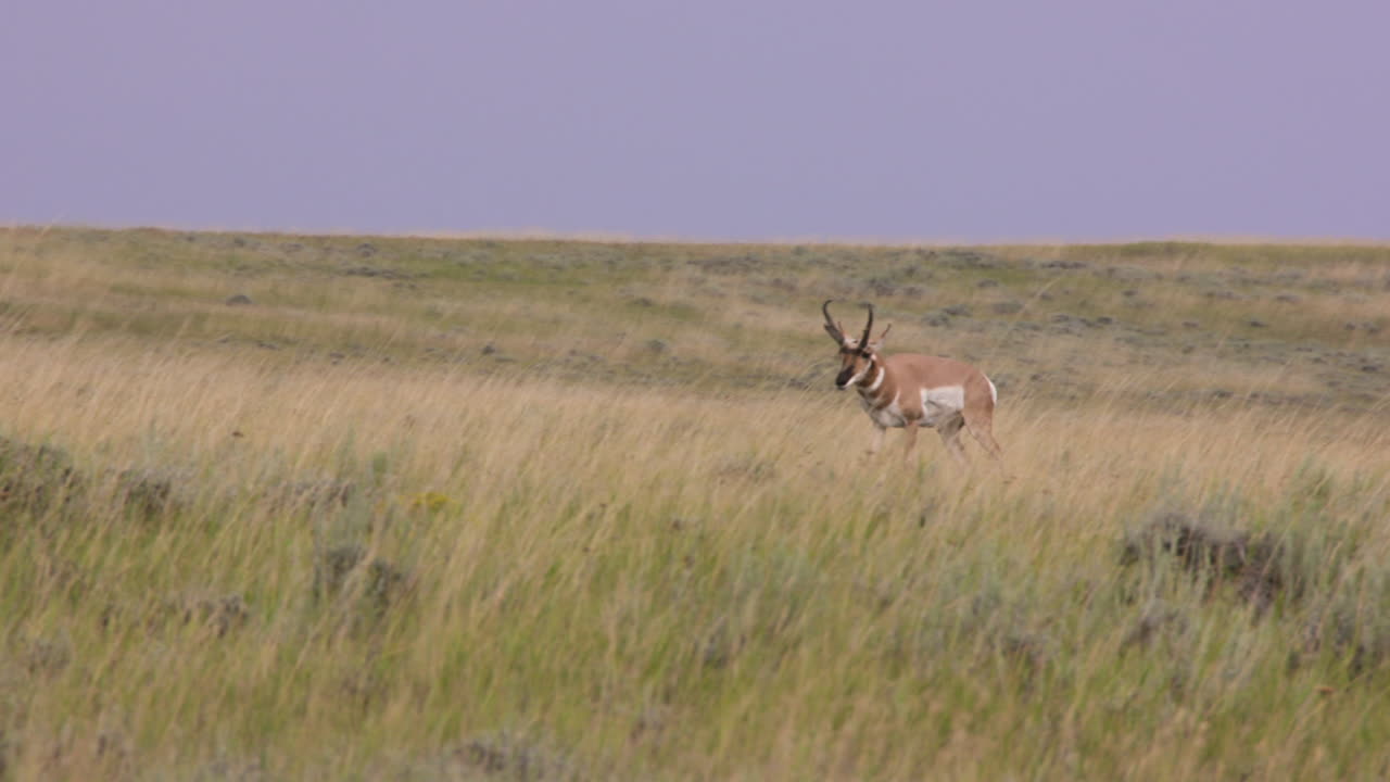 Pronghorn in a Grassland