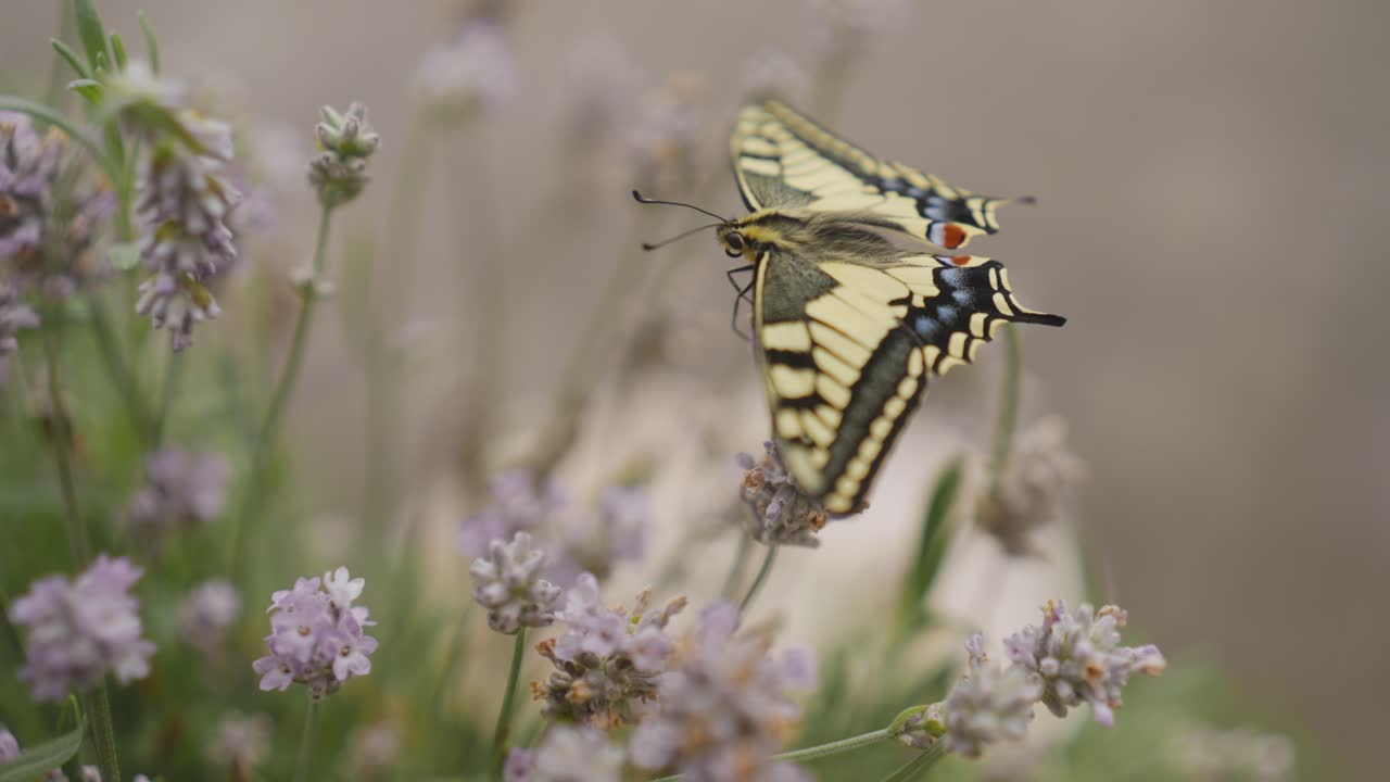 Scatto macro di una farfalla macaone appena schiusa su lavanda