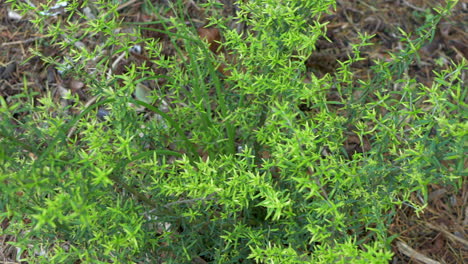 Arbusto-De-Menta-Desde-Arriba,-Panorámica-Hacia-La-Derecha