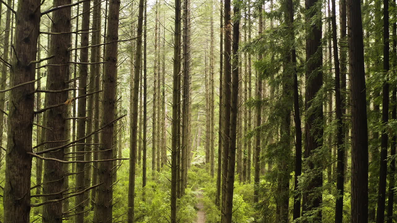 Vivi la serenità della splendida volta del sottobosco di sequoie con felci a terra.