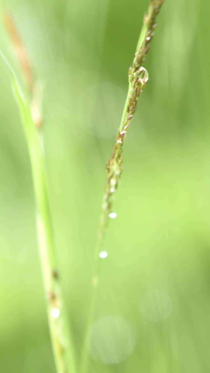 gotas de rocío en la hierba
