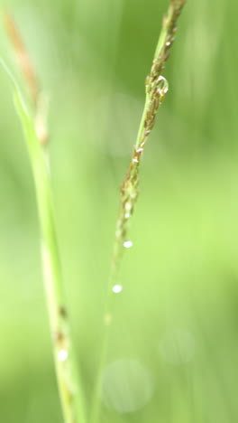 dew drops on grass