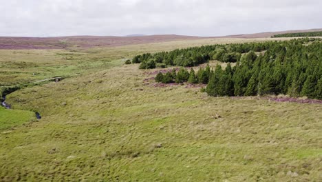 aerial shot circling a pair of red deer on the moorland and peatland on the isle of lewis, part of the outer hebrides of scotland
