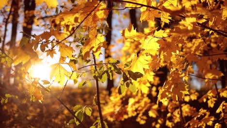 Herbstliche-Eichenblätter-Bei-Sonnenuntergang.