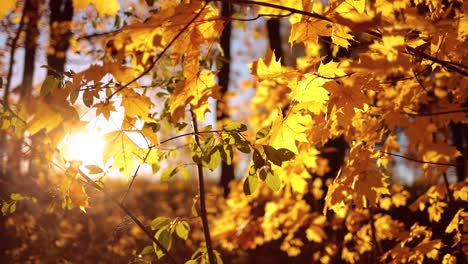 hojas de roble de otoño al atardecer.