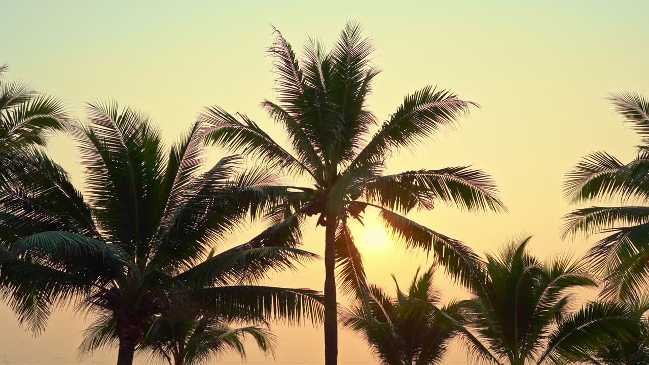 las hojas de las palmeras bloquean parcialmente una puesta de sol tropical a primera hora de la tarde