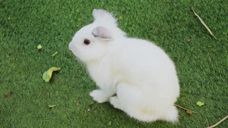 white european rabbit eating in grass. oryctolagus cuniculus