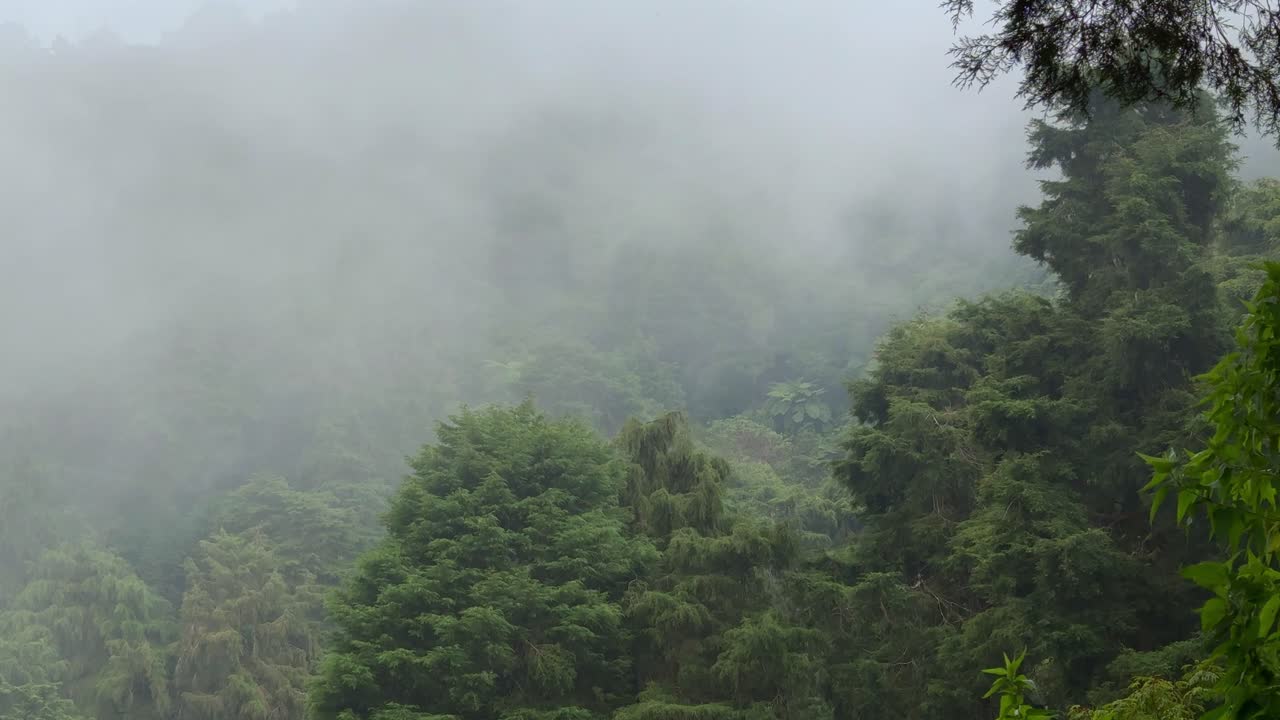 Dense fog drifting over a lush green forest in a serene mountain landscape
