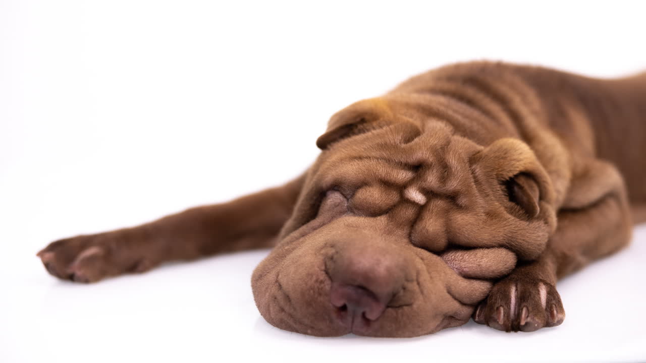 shar pei cachorro de perro acostado contra un fondo blanco