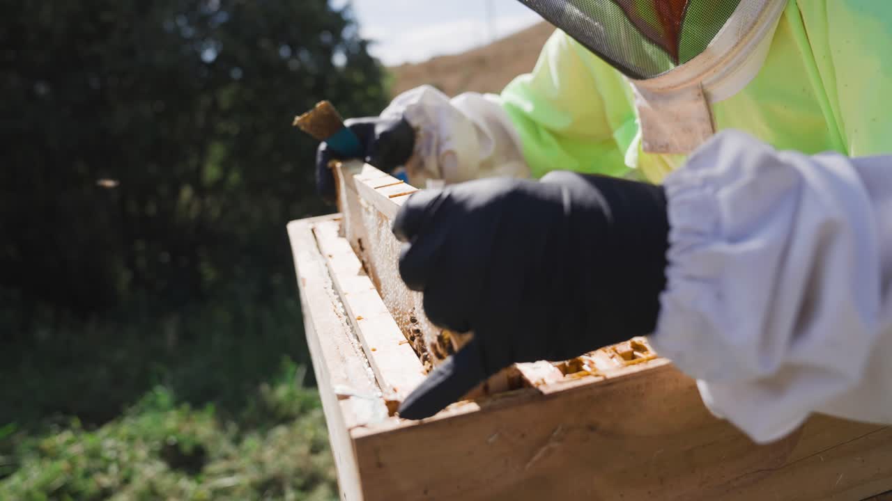Beekeeper inspecting healthy bee colony honey comb filled frame from wooden box