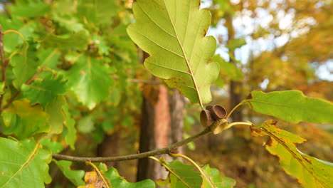 Sessile-Oak-Tree-Leaves-In-The-Forest-During-Autumn