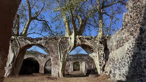 track under arched stone ruins with trees growing through at ex hacienda san jacinto ixtoluca, morelos. large tree roots immersed in stone ruins and blue sky above