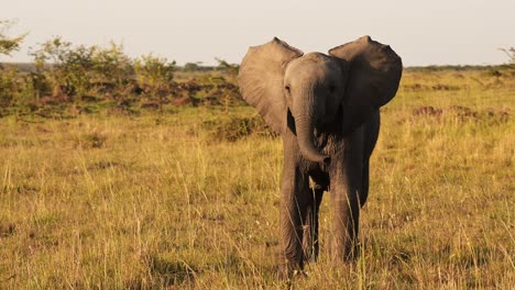 Slow-Motion-of-African-Baby-Elephant,-Africa-Wildlife-Animals,-Trumpeting-with-Trunk-in-the-Air-in-Masai-Mara-National-Reserve,-Kenya,-Steadicam-Gimbal-Tracking-Shot-in-the-Maasai-Mara-Savanna