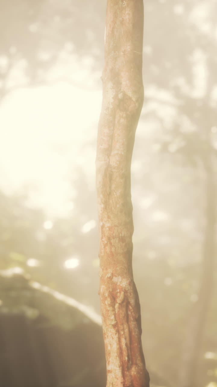 안개 숲 에 있는 나무 줄기 의 클로즈업