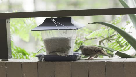 ruddy ground dove sharing bird feeder food with a house wren bird meanwhile splashing the food all over the place