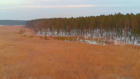 Backwards-Shot-Of-Huge-Green-Forest-In-Snowy-Swamp,-Minnesota