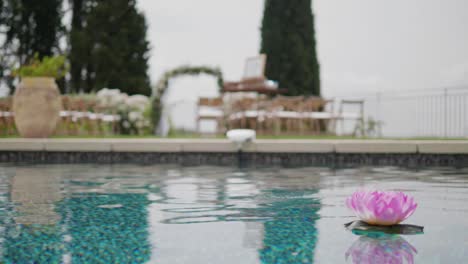 pink and white nenuphar floating on a pool on a cloudy afternoon