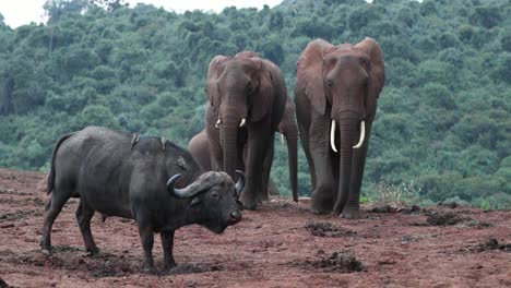 cape buffalo and african bush elephants in national park in kenya, east africa