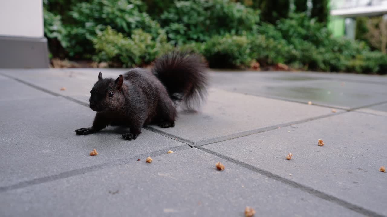 милая белка ест орехи на земле на заднем дворе