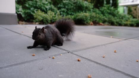 linda ardilla comiendo nueces en el suelo en el patio trasero