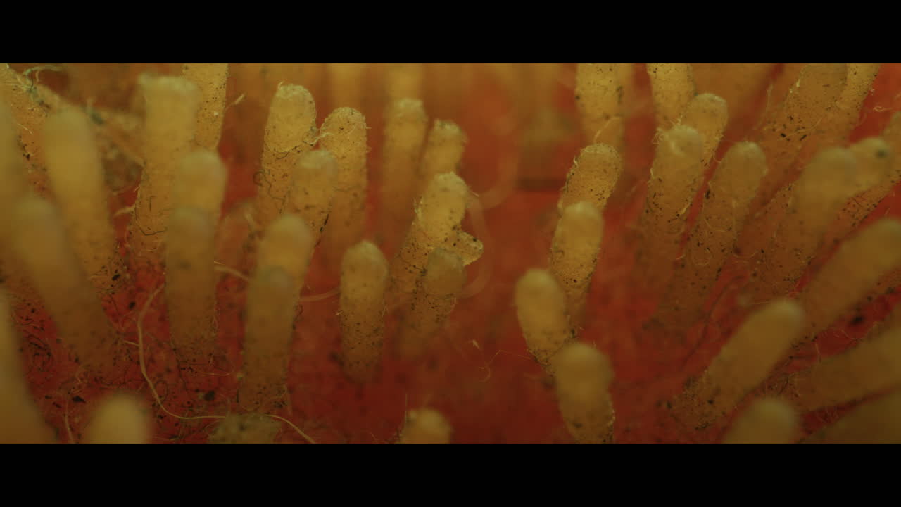Close-up view of sponge fibers
