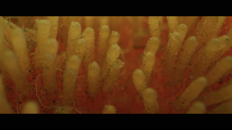 close-up view of sponge fibers