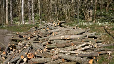 Springtime-firewood-next-to-forest-on-a-sunny-day-in-Sweden,-wide-shot-pan-left