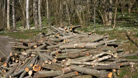 Springtime firewood next to forest on a sunny day in Sweden, wide shot pan left