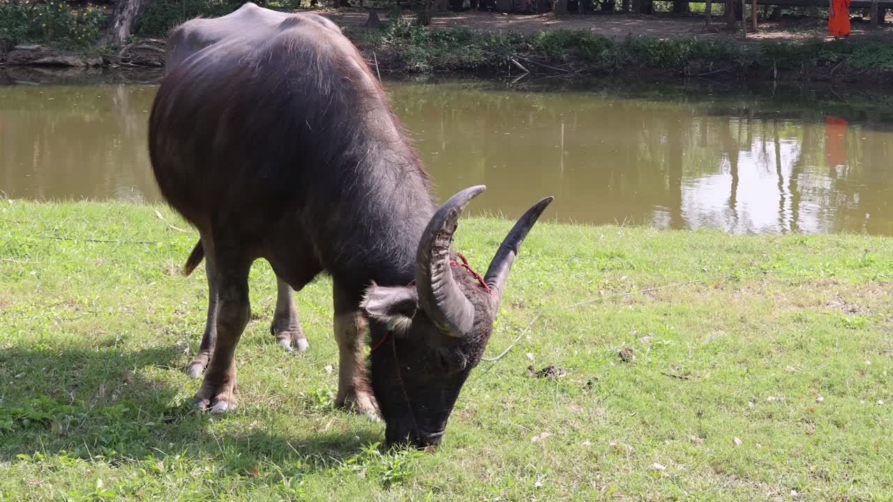 búfalo comiendo hierba cerca del agua a la luz del día