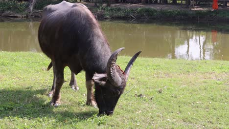 buffalo eating grass near water in daylight