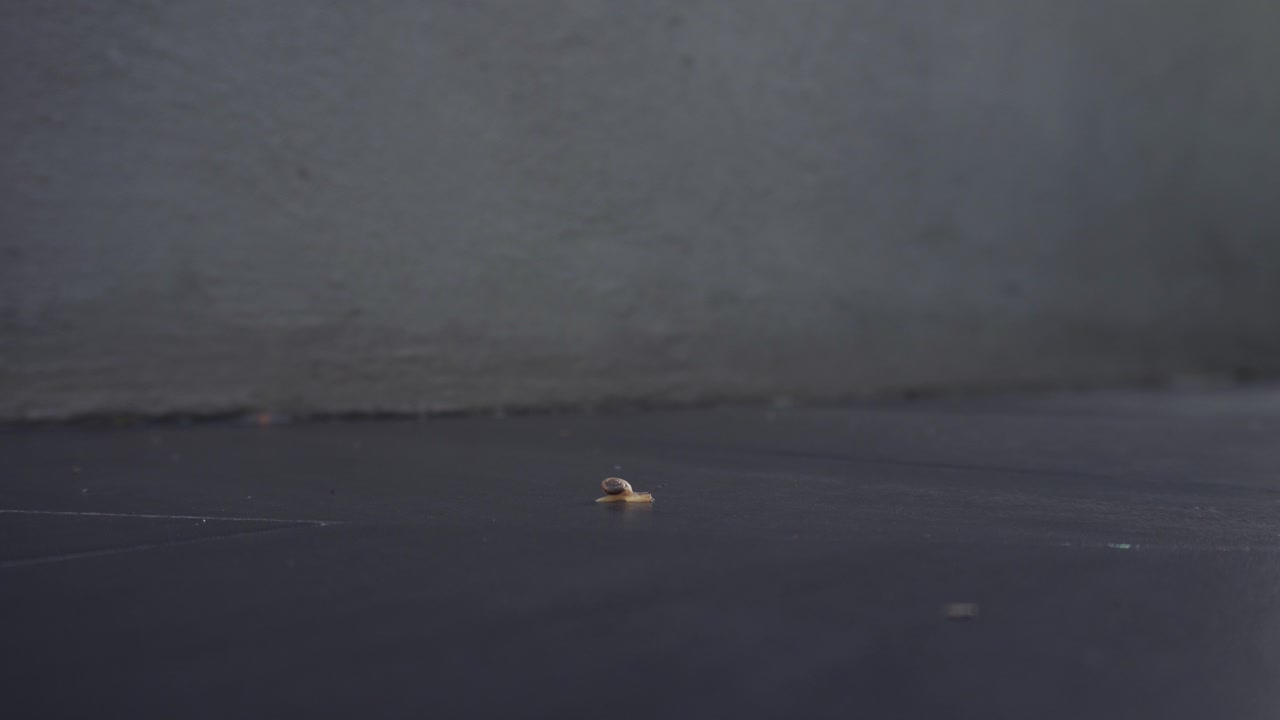 pequeño caracol se desliza a través de baldosas negras al aire libre