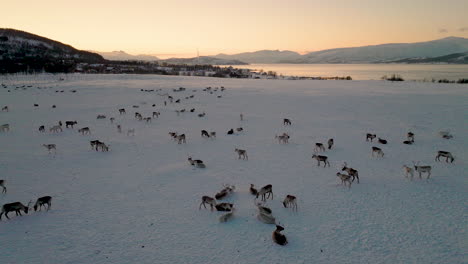 Manada-De-Renos-En-Un-Paisaje-Nevado-Abierto-Fuera-De-Tromso,-Noruega