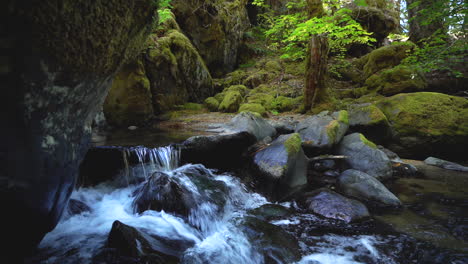 scenic creek flowing through lush forest in pacific northwest