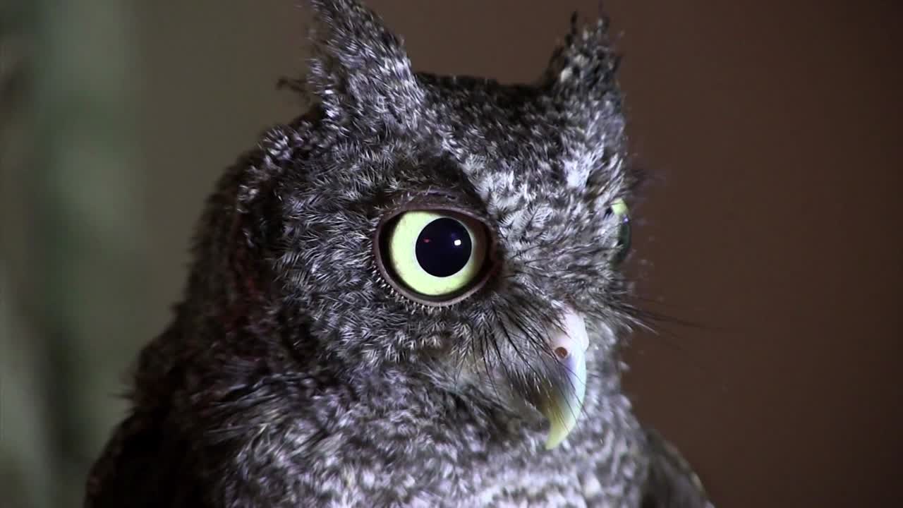сова смотрит огромными глазами 1