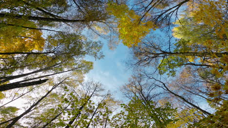 view of the autumn trees from the bottom up