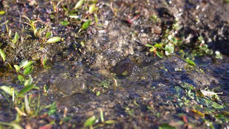 Natural-Spring-With-Clear-Fresh-Water-on-Sunny-Day-in-Landscape-of-Greenland,-Close-Up