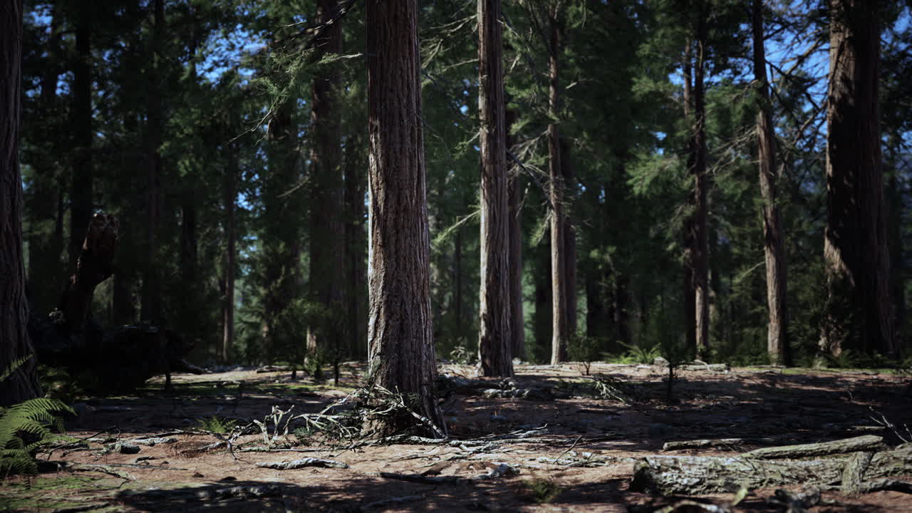 Luce dell'alba tra le sequoie di Mariposa Grove