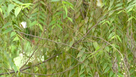 Yellow-Green-Vireo-taking-flight-from-leafy-tree-branches-in-the-middle-of-the-Costa-Rica-rainforest