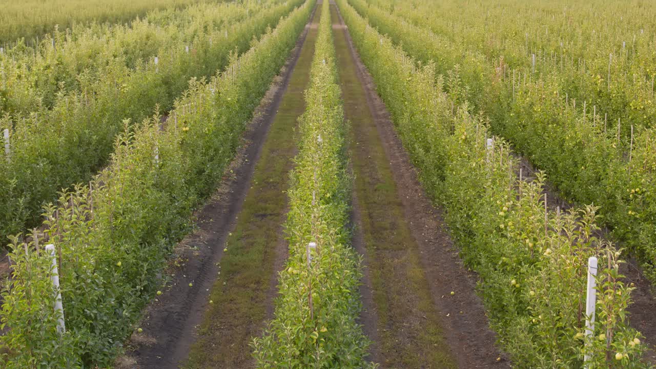 el huerto de manzanas, vista aérea