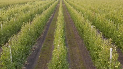 apple orchard aerial view