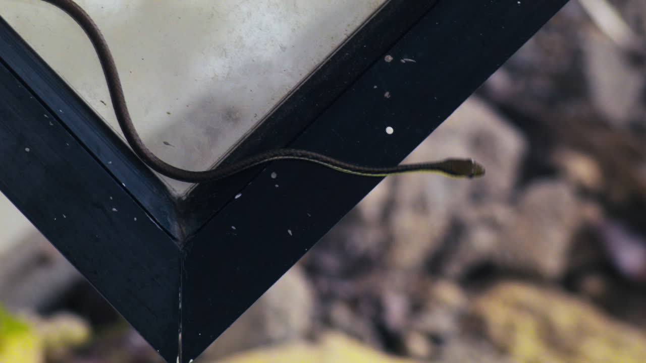 A curious bronze back tree-snake slithers on top of a window on a gloomy day