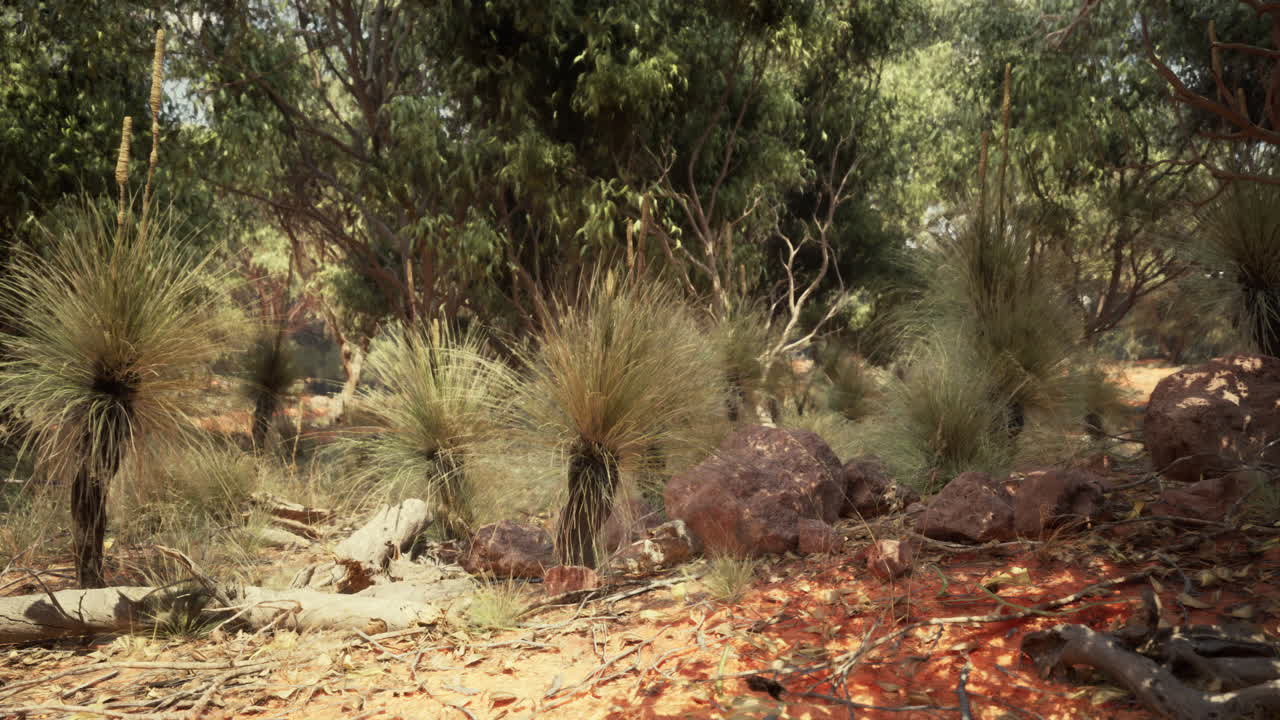 paisaje del interior de australia con árboles de hierba
