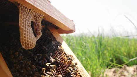 close-up of honey bee frame covered with bees