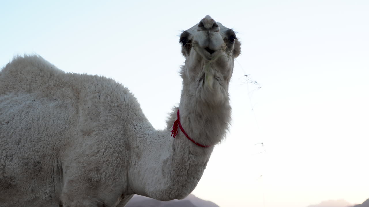 un camello de pelo blanco come hierba en el fondo del cielo azul de la noche