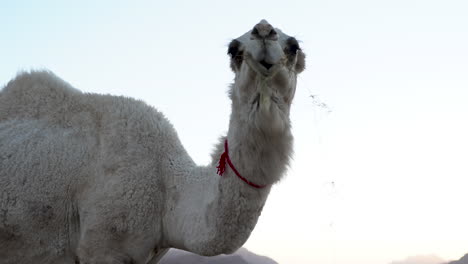 a white hair camel eats grass in the background of the blue evening sky