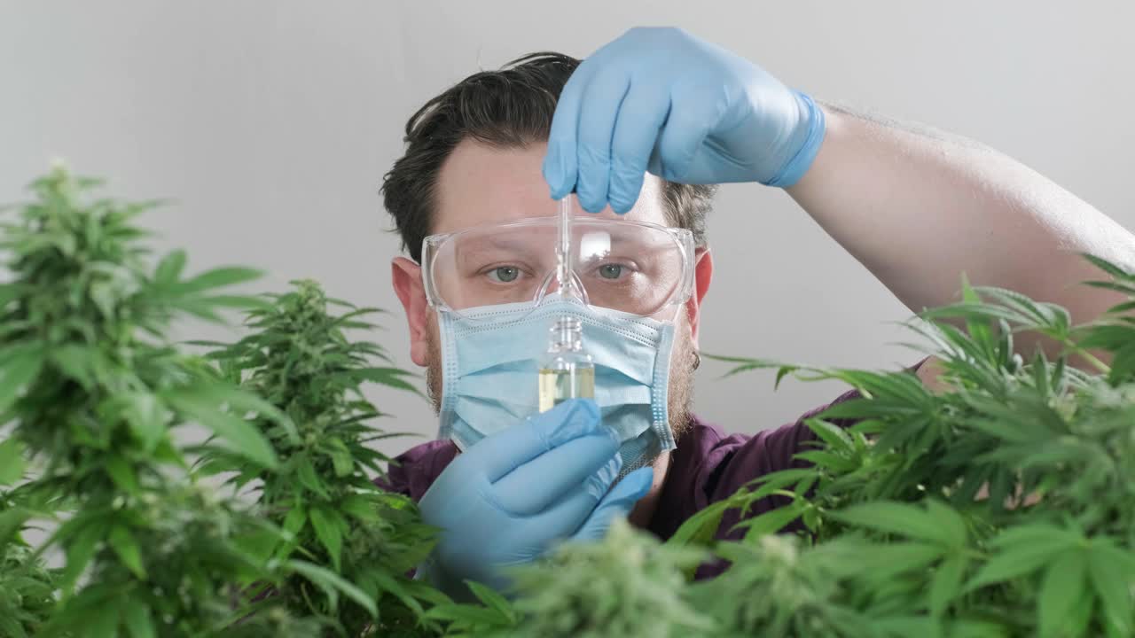 la floración del cannabis, el cultivo orgánico de cannabis para uso médico en el campo de la marihuana.