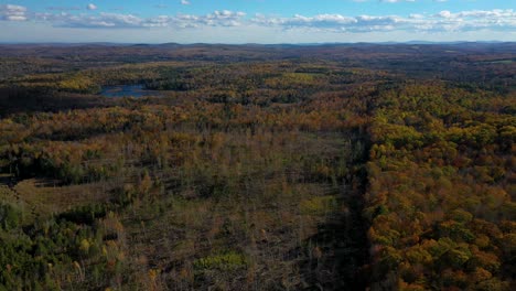 Luftrutsche-Nach-Links-Vorbei-An-Einem-Frisch-Abgeholzten-Spätherbstwald