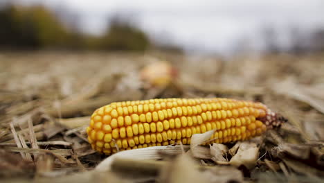 corn-cob-in-the-field