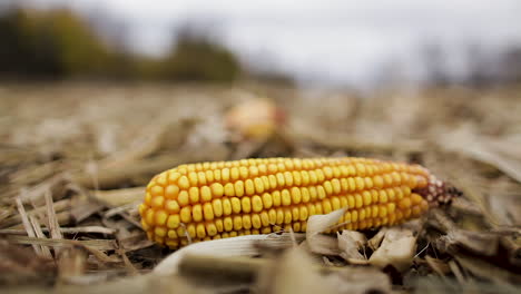 corn cob in the field